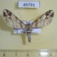 49791p-Geometridae-sp.-Vietnam-6