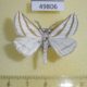 49806p-Geometridae-Megaspilates-mundataria-Tyva-6