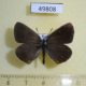 49808p-Lycaenidae-Noelycaena-davidi-Tyva-rep.-9