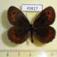 49817p-Satyridae-Erebia-aethiops-Krasnoyarsk-reg.-5