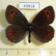 49818p-Satyridae-Erebia-aethiops-Krasnoyarsk-reg.-5