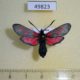49823p-Zygaenidae-Zygaena-lonicerae-Krasnoyarsk-reg.-6