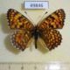 49846p-Nymphalidae-Melitaea-phoebe-Tyva-rep.-5