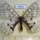 49852p-Papilionidae-Parnassius-maui-f-Primorye-40