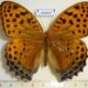 49892p-Nymphalidae-Childrena-childreni-Vietnam-10