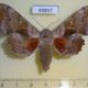 49897p-Sphingidae-Laothoe-populi-Krasnoyarsk-reg.-6