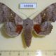 49898p-Sphingidae-Laothoe-populi-Krasnoyarsk-reg.-6