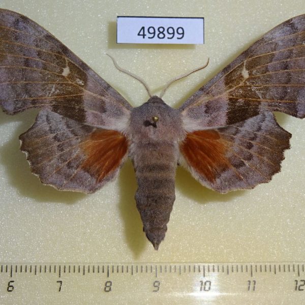 Sphingidae Laothoe populi Krasnoyarsk reg.