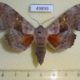 49899p-Sphingidae-Laothoe-populi-Krasnoyarsk-reg.-6