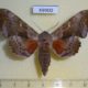 49900p-Sphingidae-Laothoe-populi-Krasnoyarsk-reg.-6