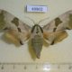 49902p-Sphingidae-Mimas-tiliae-Krasnoyarsk-reg.-6