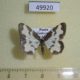 49920p-Geometridae-Lomaspilis-marginata-Khakassia-rep.-3