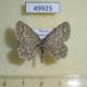 49925p-Geometridae-Scopula-immorata-Khakassia-rep.-5