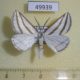 49939p-Geometridae-Megaspilates-mundataria-Tyva-rep.-6