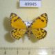 49945p-Geometridae-Stamnodes-danilovi-Tyva-rep.-15