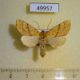 49957p-Noctuidae-Tiliacea-japonago-Primorye-4