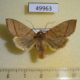 49963p-Noctuidae-Telorta-divergens-f-Primorye-6