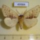 49984p-Notodontidae-Miraculosa-himeropteryx-Primorye-9