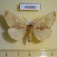 49985p-Notodontidae-Miraculosa-himeropteryx-Primorye-7