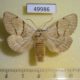 49986p-Notodontidae-Phalerodonta-bombycina-Primorye-7