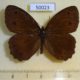 50023p-Satyridae-Satyrus-dryas-Primorye-4