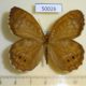 50026p-Satyridae-Kirinia-epaminondas-Primorye-7