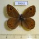 50032p-Satyridae-Lasiommata-maera-Krasnoyarsk-reg.-6