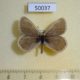 50037p-Satyridae-Tryphisa-nervosa-glacialis-Buryatia-rep.-5