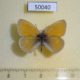 50040p-Satyridae-Coenonympha-tullia-Buryatia-rep.-6