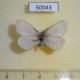 50043p-Satyridae-Tryphisa-nervosa-glacialis-f-Buryatia-rep.-6