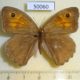 50060p-Satyridae-Maniola-jurtina-N.Novgorod-reg.-7