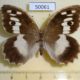50061p-Satyridae-Chazara-briseis-f-Orenburg-reg.-9