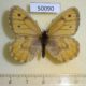 50090p-Satyridae-Oeneis-urda-Krasnoyarsk-reg.-7