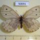 50091p-Satyridae-Oeneis-urda-f-Krasnoyarsk-reg.-9