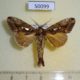 50099p-Notodontidae-Allata-benderi-Vietnam-7