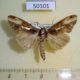 50101p-Notodontidae-Allata-laticostalis-Vietnam-5