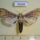 50109p-Crambidae-Megastes-phillips-Costa-Rica-10