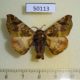 50113p-Bombycidae-Quentalia-subumbrata-Costa-Rica-8