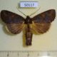 50117p-Notodontidae-sp.-Costa-Rica-8