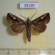 50120p-Notodontidae-Didugua-argentilinea-Costa-Rica-9