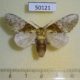 50121p-Notodontidae-Disphragis-manethusa-f-Costa-Rica-8