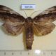 50124p-Notodontidae-Ophitis-adusta-Costa-Rica-13