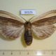 50125p-Notodontidae-Truncaptera-inopinata-f-Costa-Rica-20