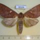 50126p-Notodontidae-Hapigia-simplex-Costa-Rica-9