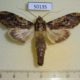 50135p-Notodontidae-Nystalea-corrusca-Costa-Rica-7