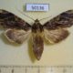 50136p-Notodontidae-Nystalea-corrusca-f-Costa-Rica-8