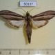 50137p-Notodontidae-Nystalea-juliosanchezi-Costa-Rica-12