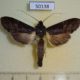 50138p-Notodontidae-Nystalea-squamosa-Costa-Rica-6
