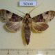 50140p-Notodontidae-Nystalea-aequipars-Cocta-Rica-8