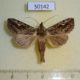 50142p-Notodontidae-Ankale-manacoides-Costa-Rica-9